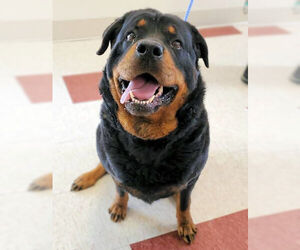 Rottweiler-Unknown Mix Dogs for adoption in Rutherfordton, NC, USA