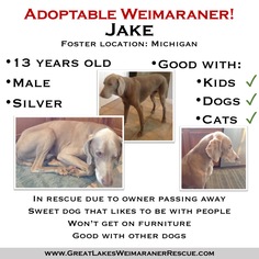 Medium Photo #1 Weimaraner Puppy For Sale in Grand Haven, MI, USA