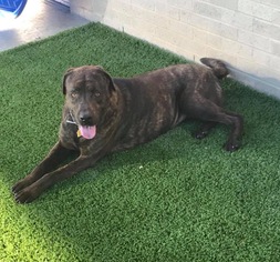 Mastiff Dogs for adoption in Coppell, TX, USA