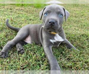 Labrador Retriever-Unknown Mix Dogs for adoption in Roxboro, NC, USA