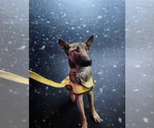 Mutt Dogs for adoption in garner, NC, USA