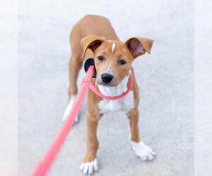 Unknown-Whippet Mix Dogs for adoption in San Diego, CA, USA