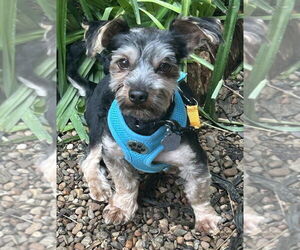 Mutt Dogs for adoption in Mundelein, IL, USA