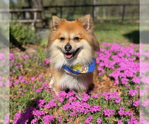 Pomeranian-Unknown Mix Dogs for adoption in Warrenton, VA, USA