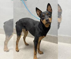 Doberman Pinscher-Unknown Mix Dogs for adoption in Las Vegas, NV, USA