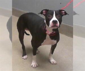 American Pit Bull Terrier-Unknown Mix Dogs for adoption in Las Vegas, NV, USA