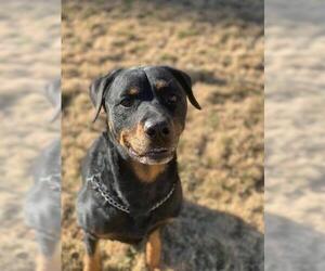 Rottweiler Dogs for adoption in Rossville, TN, USA