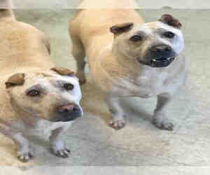 Chinese Shar-Pei Dogs for adoption in Atlanta, GA, USA