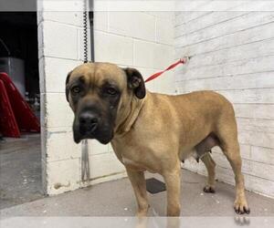 Mastiff Dogs for adoption in San Bernardino, CA, USA