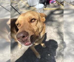 German Shepherd Dog-Unknown Mix Dogs for adoption in San Antonio, TX, USA