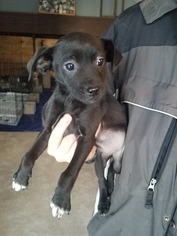 Medium Photo #1 Shepradors Puppy For Sale in SHERBURNE, NY, USA
