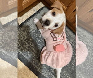 Mutt Dogs for adoption in Minneapolis, MN, USA