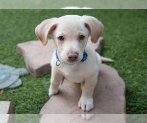 Mutt Dogs for adoption in Clovis, CA, USA