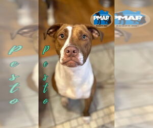 American Pit Bull Terrier-Unknown Mix Dogs for adoption in Binghamton, NY, USA