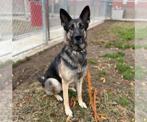 German Shepherd Dog Dogs for adoption in Modesto, CA, USA