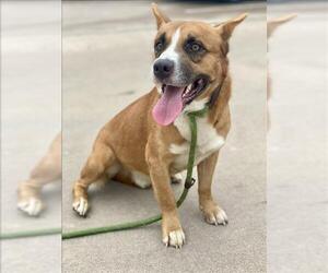 Pembroke Welsh Corgi-Unknown Mix Dogs for adoption in Conroe, TX, USA
