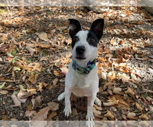 Rat Terrier-Unknown Mix Dogs for adoption in Sayreville, NJ, NJ, USA