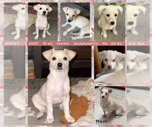 Chiweenie Dogs for adoption in Mesa, AZ, USA