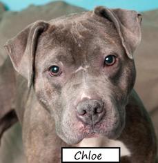 American Pit Bull Terrier Dogs for adoption in Chicago, IL, USA