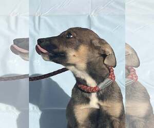 Huskies -Unknown Mix Dogs for adoption in HOPKINSVILLE/PRINCETON, KY, NH, USA