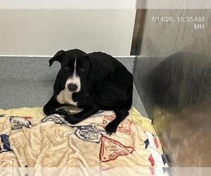Labrador Retriever-Unknown Mix Dogs for adoption in Ocala, FL, USA