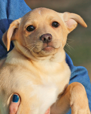 Medium Photo #1 Chi-Corgi Puppy For Sale in Eureka Springs, AR, USA