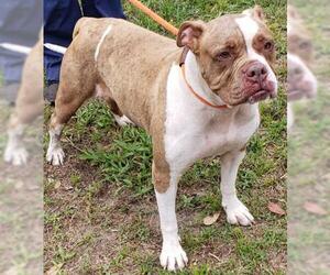 American Bulldog Dogs for adoption in Green Cove Springs, FL, USA