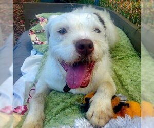 Mutt Dogs for adoption in San Pablo, CA, USA