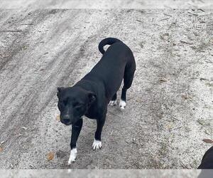 Staffordshire Bull Terrier-Unknown Mix Dogs for adoption in Ocala, FL, USA