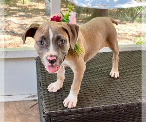 American Pit Bull Terrier Dogs for adoption in Ormond Beach, FL, USA