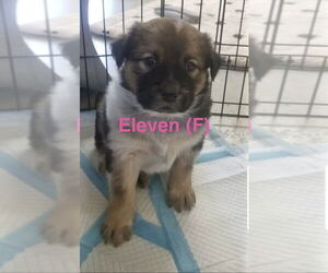 Chow Chow-Great Pyrenees Mix Dogs for adoption in Winter Park, CO, USA