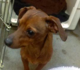 Dachshund Dogs for adoption in St Helens, OR, USA