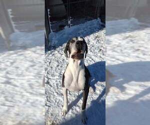 Great Dane Dogs for adoption in Foristell, MO, USA