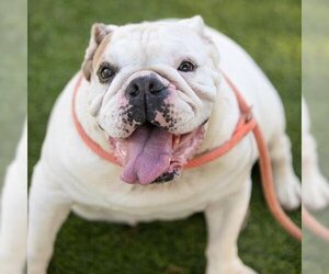 Bulldog Dogs for adoption in Camarillo, CA, USA