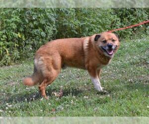 German Shepherd Dog-Great Pyrenees Mix Dogs for adoption in Silver Spring, MD, USA
