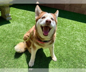 Siberian Husky-Unknown Mix Dogs for adoption in Moreno Valley, CA, USA