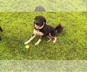 Australian Shepherd-Great Pyrenees Mix Dogs for adoption in Harrison, AR, USA