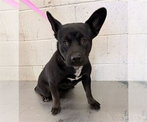 French Bulldog-Unknown Mix Dogs for adoption in San Bernardino, CA, USA