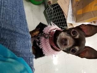 Chiweenie Dogs for adoption in Kenosha, WI, USA