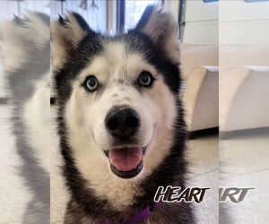 Siberian Husky Dogs for adoption in Severn, MD, USA
