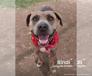 American Staffordshire Terrier-Unknown Mix Dogs for adoption in San Antonio, TX, USA