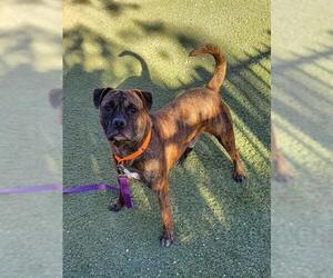 Staffordshire Bull Terrier-Unknown Mix Dogs for adoption in Las Vegas, NV, USA