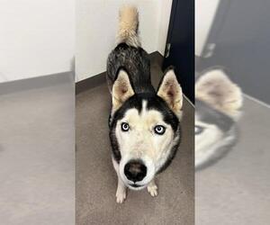 Siberian Husky Dogs for adoption in HESPERIA, CA, USA