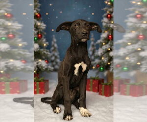 Mutt Dogs for adoption in Royal Palm Beach, FL, USA