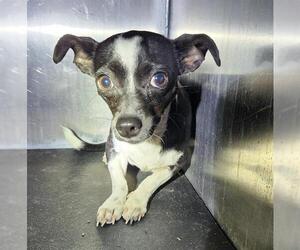 Chihuahua-Unknown Mix Dogs for adoption in San Antonio, TX, USA