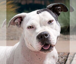 American Staffordshire Terrier Dogs for adoption in Albuquerque, NM, USA