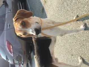 Treeing Walker Coonhound-Unknown Mix Dogs for adoption in Dumfries, VA, USA