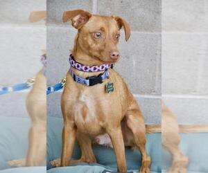 Miniature Pinscher-Unknown Mix Dogs for adoption in Santa Clara, CA, USA