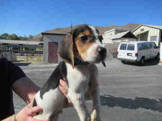Beagle Dogs for adoption in Norco, CA, USA