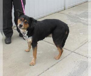 Mutt Dogs for adoption in Louisville, KY, USA